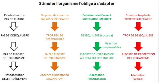 stimuli entrainement